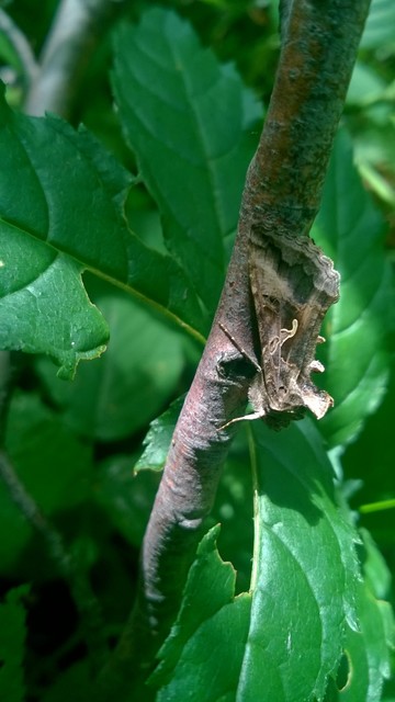 Autographa gamma - gammalepke