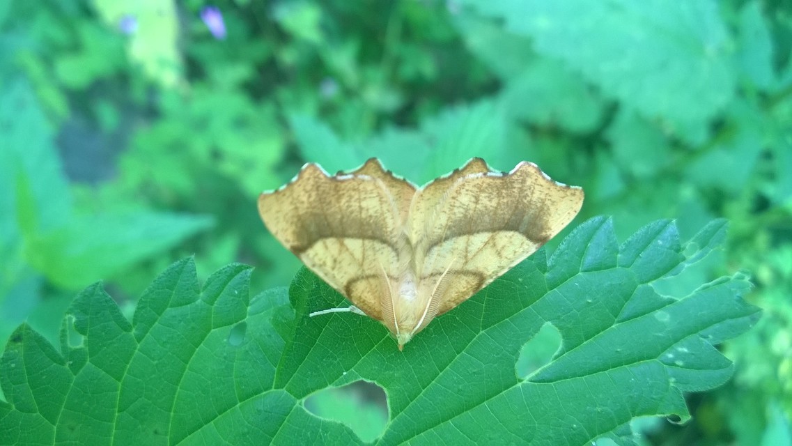 Ennomos quercinaria - tölgyfa-levélaraszoló