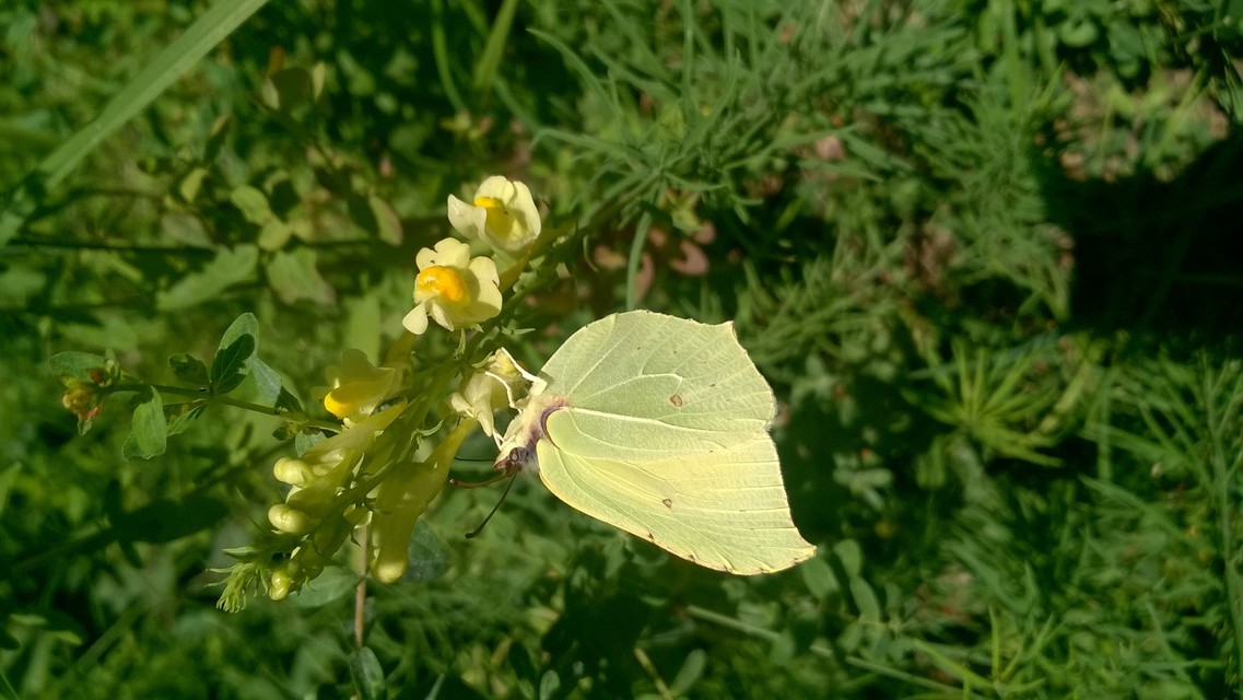 Gonepteryx rhamni - citromlepke