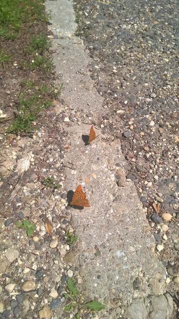 Argynnis paphia - nagy gyöngyházlepke