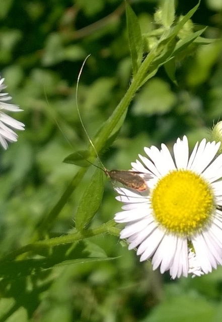 Adelidae - hosszúcsápú-tőrösmolyfélék