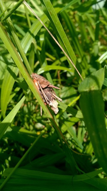 Canephora hirsuta - kormos zsákhordólepke