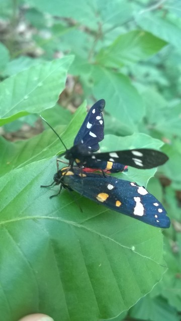 Callimorpha dominula - fémes medvelepke