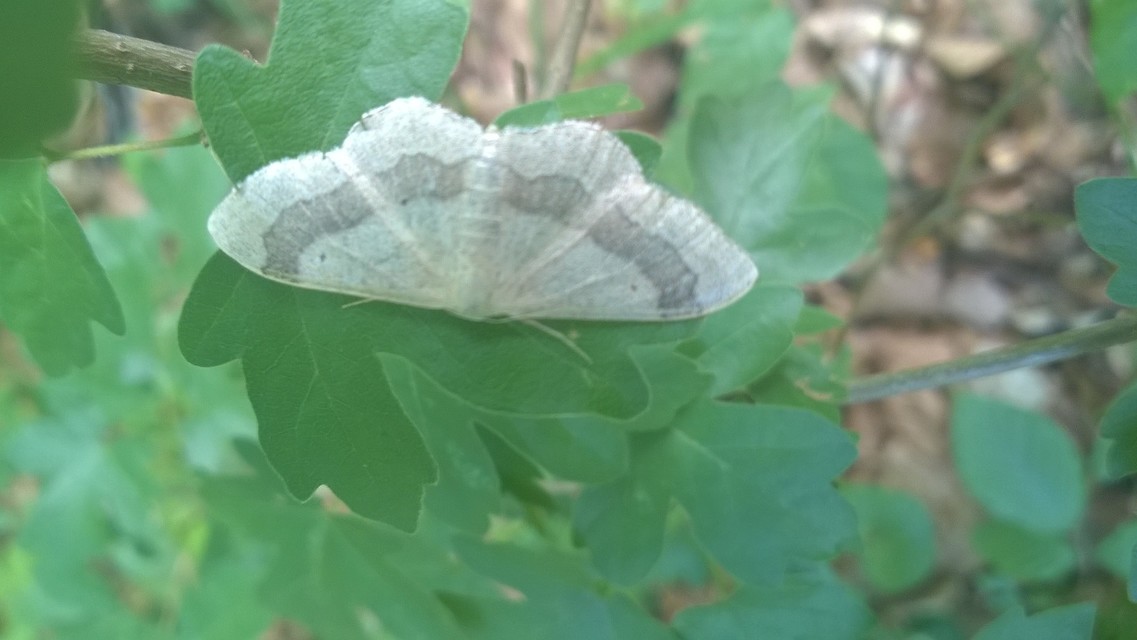 Idaea aversata - nagy sávosaraszoló