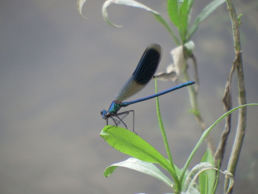 Calopteryx splendens - sávos szitakötő