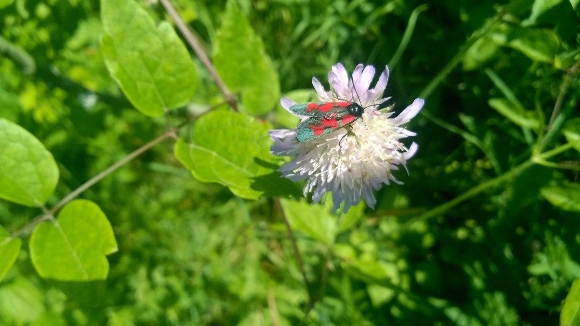 Zygaena loti - közönséges csüngőlepke