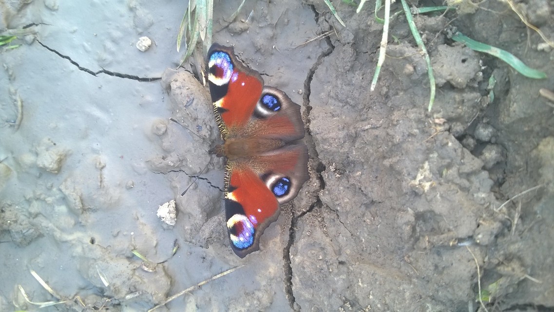 Nymphalis io - nappali pávaszem