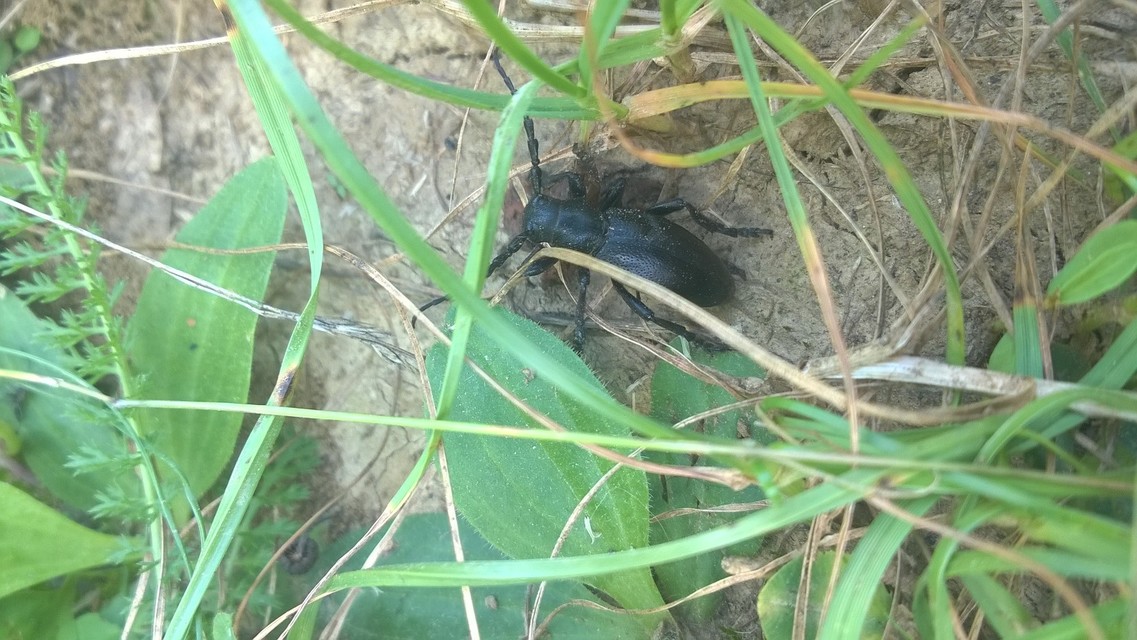 Dorcadion aethiops - fekete gyalogcincér