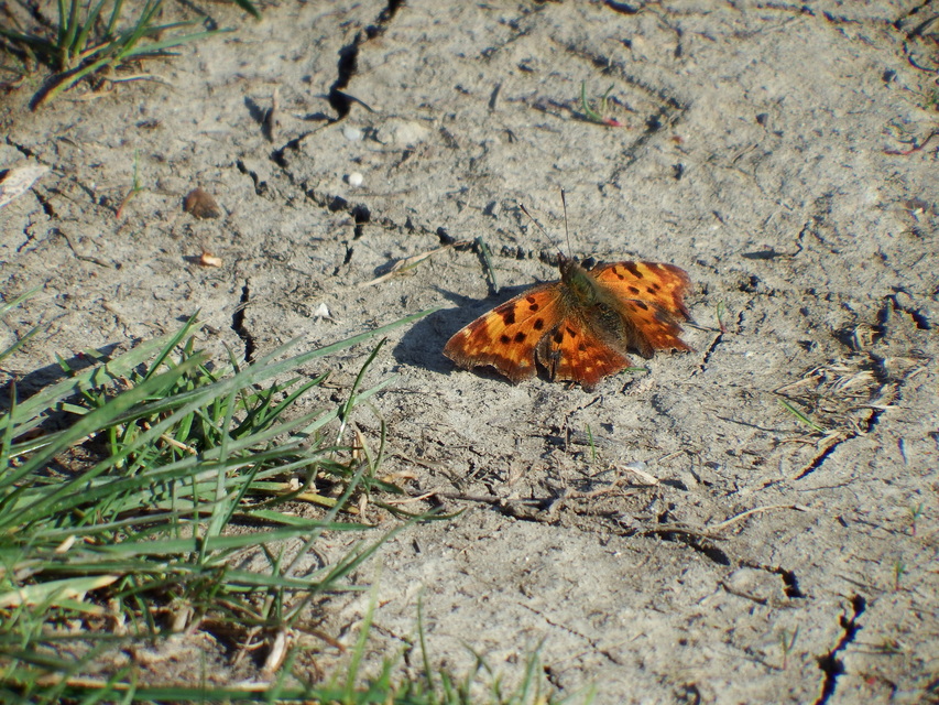Nymphalis c-album - C-betűs lepke