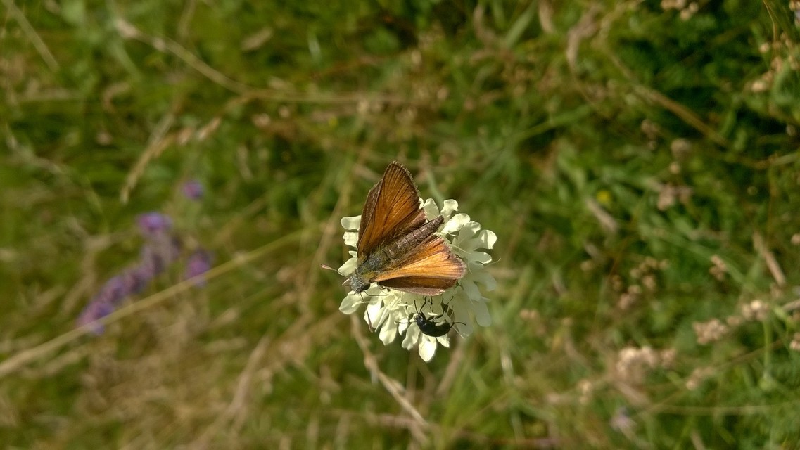 Thymelicus lineola - vonalas busalepke