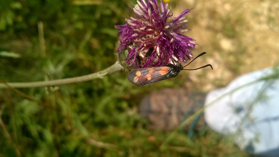 Zygaena filipendulae - acélszínű csüngőlepke