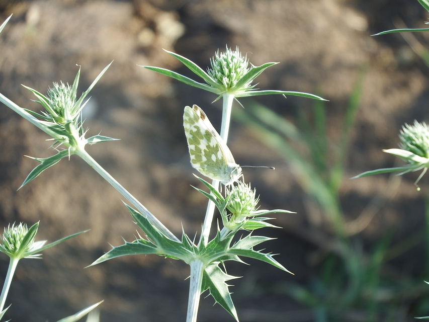 Pontia edusa - rezedalepke