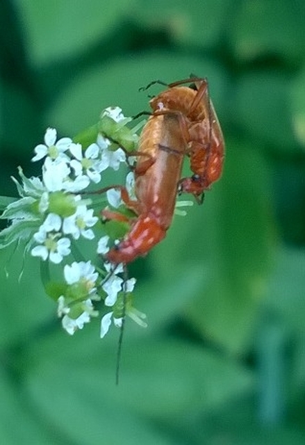 Rhagonycha fulva - feketevégű lágybogár