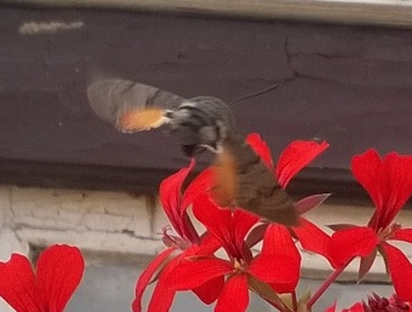 Macroglossum stellatarum - kacsafarkú szender