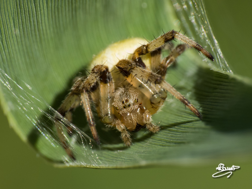 Araneus quadratus - négyes keresztespók