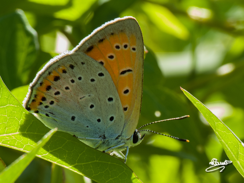 Lycaena dispar rutilus - nagy tűzlepke