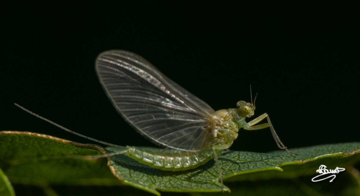 Ephemeroptera - Kérészek