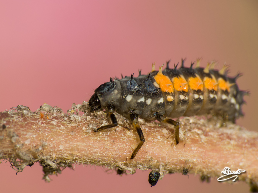 Harmonia axyridis - harlekinkatica