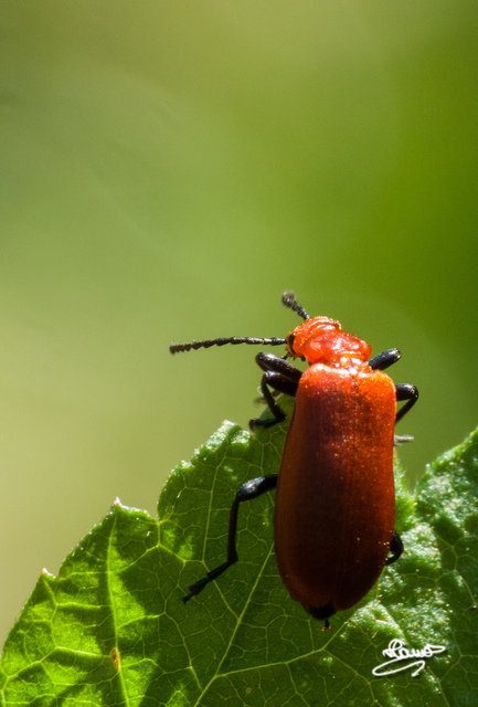Pyrochroa serraticornis - közép-bíborbogár