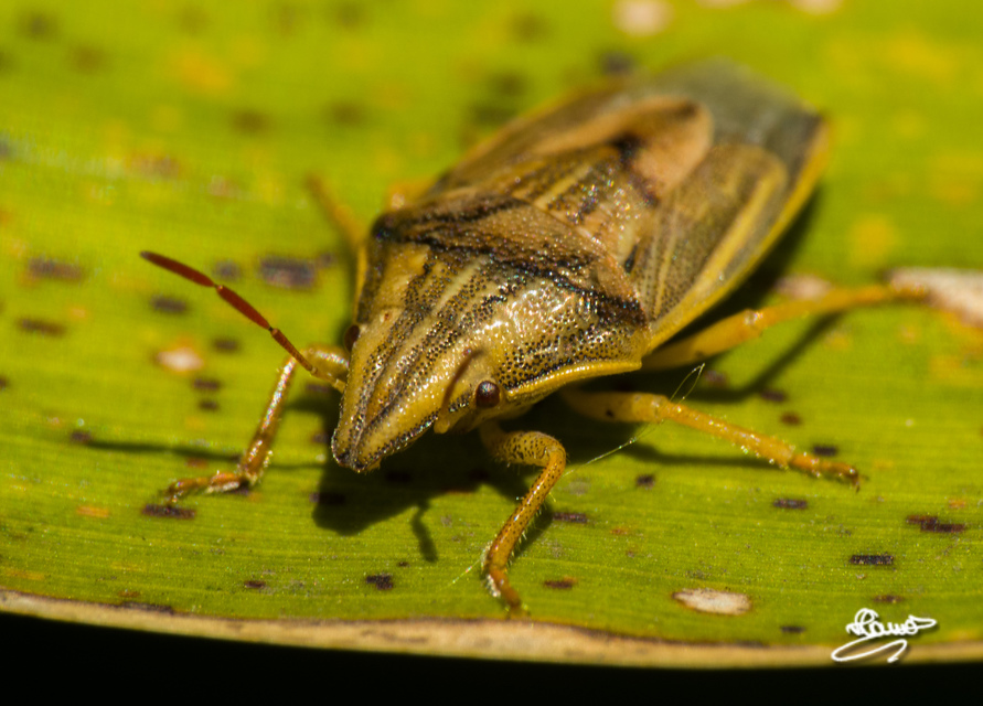 Aelia acuminata - közönséges szipolypoloska Aelia acuminata - közönséges szipolypoloska