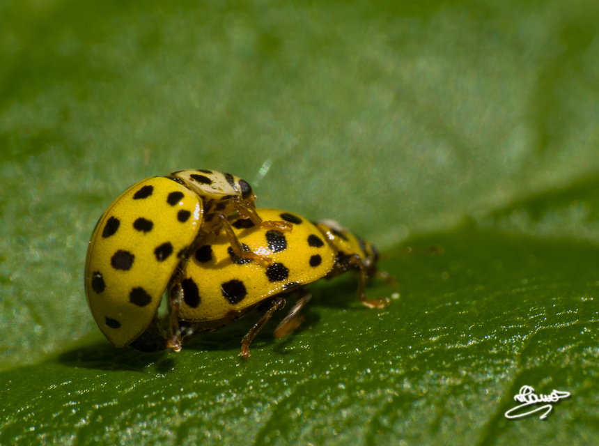Psyllobora vigintiduopunctata - huszonkétpettyes katica