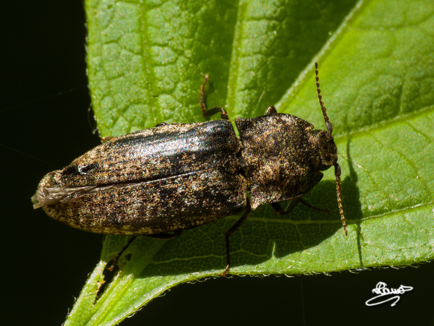 Agrypnus murinus - egérszínű pikkelyespattanó