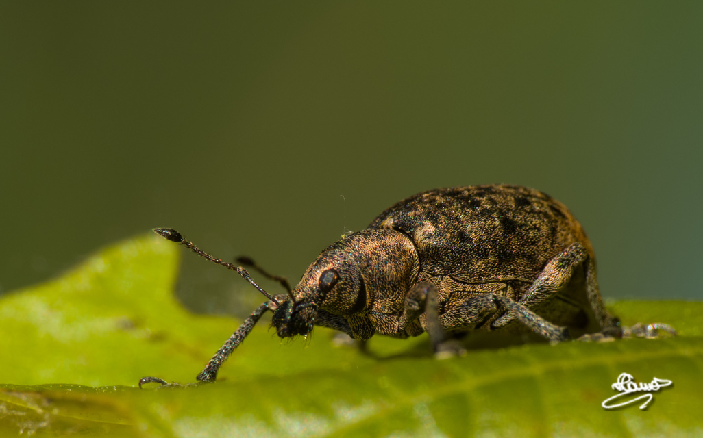 Liophloeus tessulatus - kockás barabolyormányos