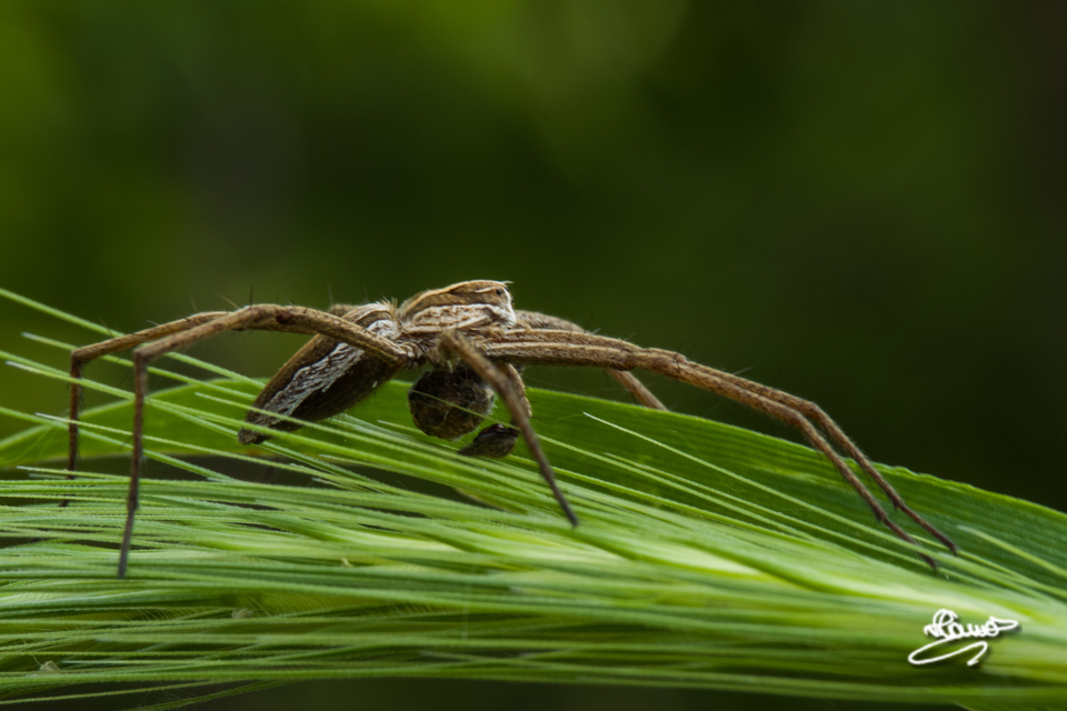 Pisaura mirabilis - csodáspók
