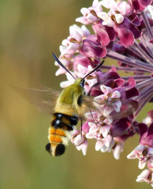 Hemaris tityus - pöszörszender