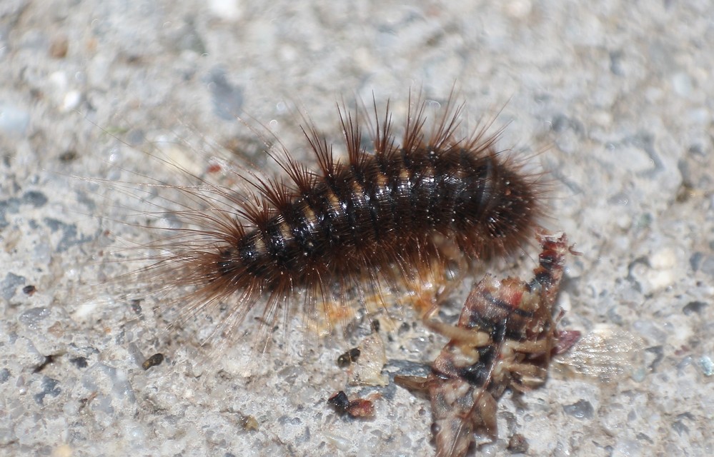 Dermestidae - porvafélék