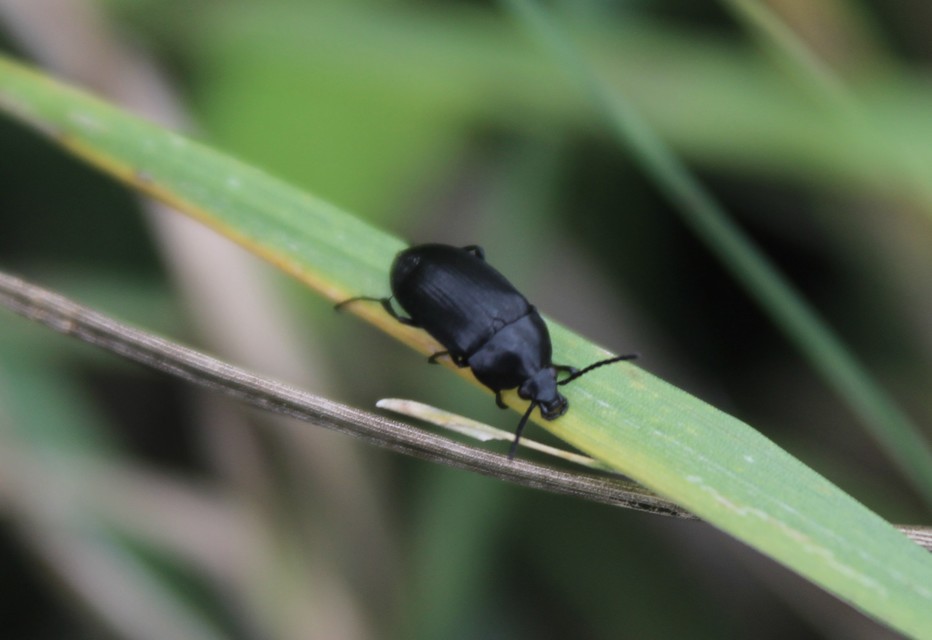 Podonta nigrita - szerecsenbogár