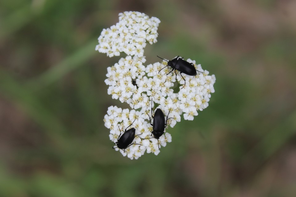 Podonta nigrita - szerecsenbogár
