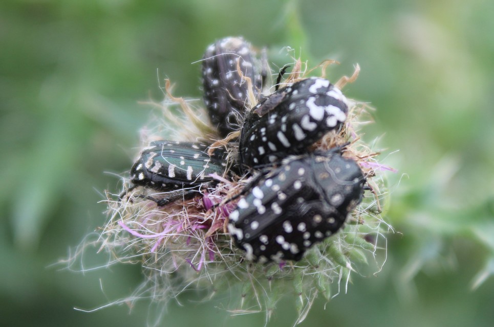 Oxythyrea funesta - sokpettyes virágbogár