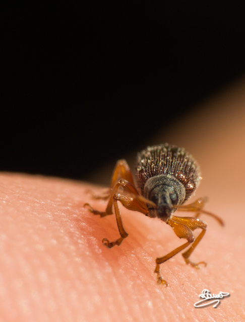 Phyllobius oblongus - közönséges levélormányos