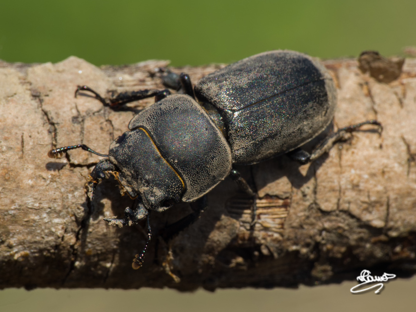 Dorcus parallelipipedus - kis szarvasbogár