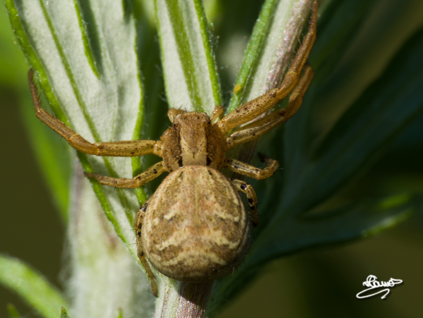 Xysticus