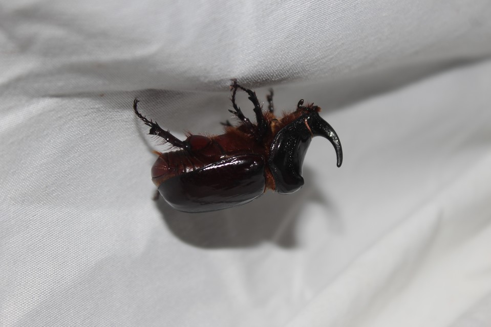 Oryctes nasicornis - orrszarvú bogár