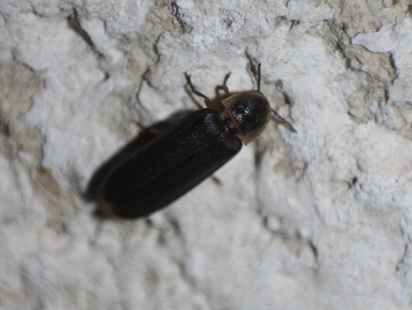Lampyris noctiluca - nagy szentjánosbogár