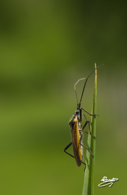 Leptopterna dolabrata - közönséges mezeipoloska