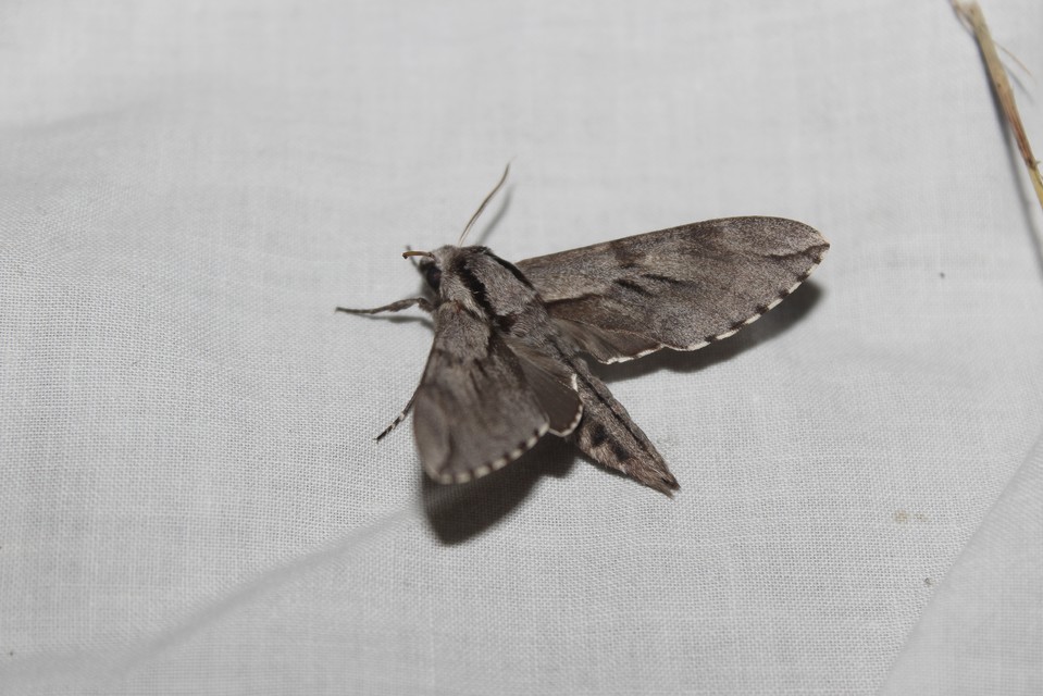 Hyloicus pinastri - fenyőszender