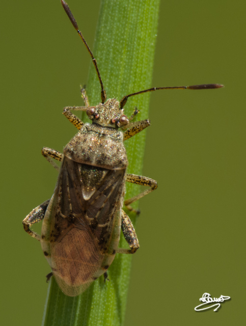 Rhopalidae - üvegpoloskák