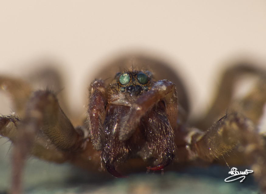 Lycosidae - farkaspókok