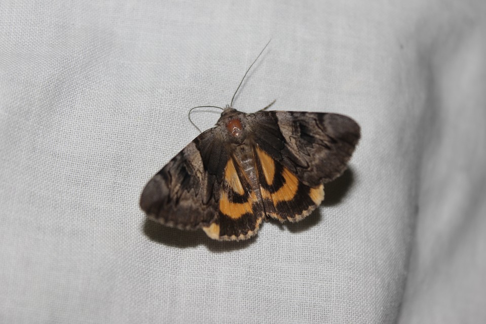 Catocala fulminea - galagonya-övesbagoly