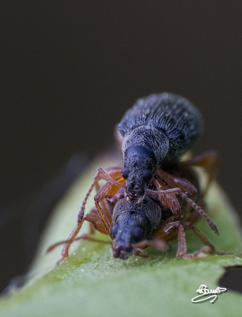 Phyllobius oblongus - közönséges levélormányos