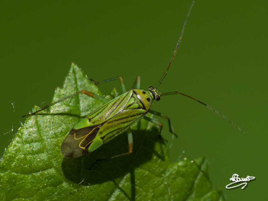 Mermitelocerus schmidtii