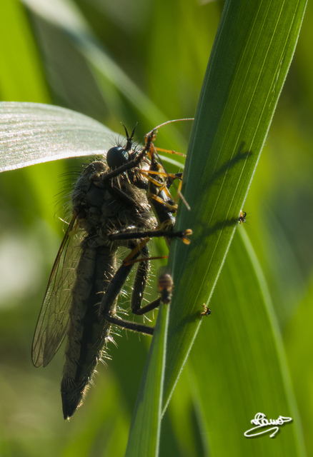 Asilidae - rablólégyfélék