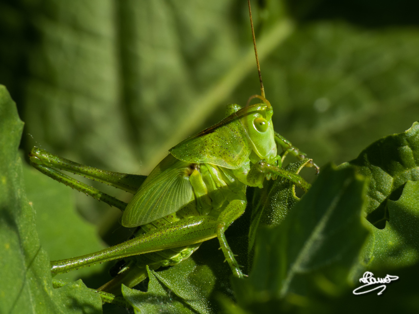 Tettigonia viridissima - zöld lombszöcske