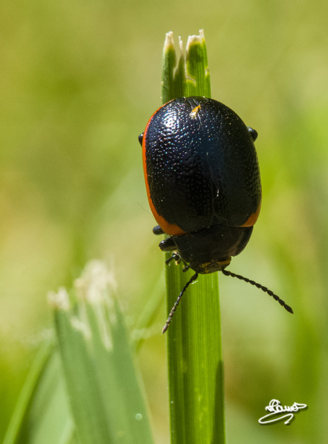Chrysolina rossia - trapézhátú szegélyeslevelész