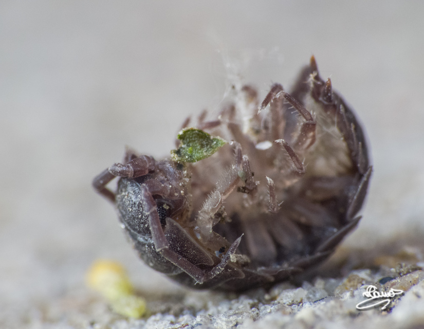 Porcellio scaber - érdes pinceászka