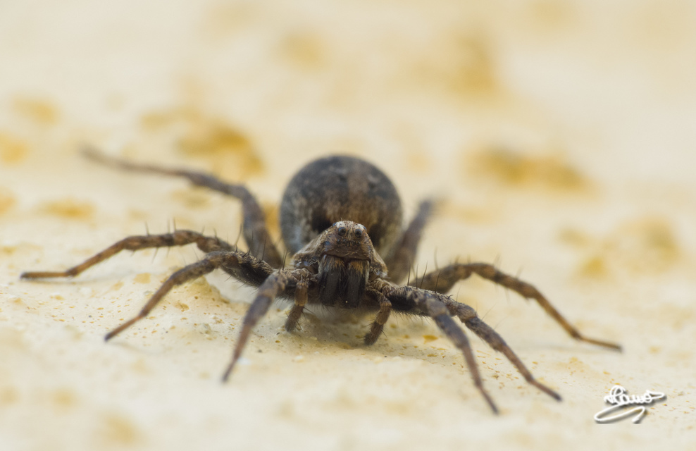 Lycosidae - farkaspókok